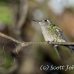 bird_hummingbird_sf_h_0041_cub0415.jpg